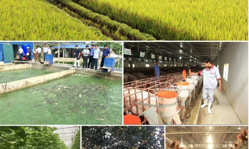 Sản xuất nông nghiệp 4 tháng đầu năm: Diện tích rừng trồng mới tăng mạnh, thủy sản nuôi trồng chuyển biến tích cực