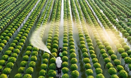 Bộ Nông nghiệp và Môi trường gấp rút sửa đổi hai Luật để phù hợp với tình hình mới