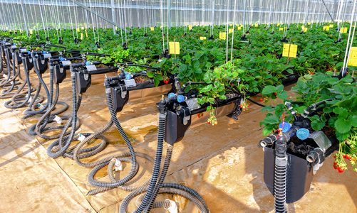 Chuyển đổi số ngành nông nghiệp: Ứng dụng công nghệ chiến lược Big Data, AI, IoT