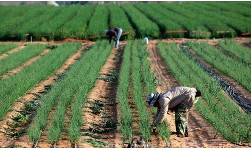 Chưa cấp phép cho doanh nghiệp nào tuyển chọn lao động sang Israel
