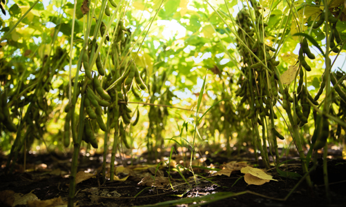 Luân canh đậu nành - Giải pháp “3 trong 1” cho sản xuất nông nghiệp bền vững