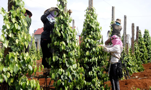 Giá xuất khẩu hồ tiêu vẫn ở mức cao, nhưng thời gian tới sẽ gặp khó do chính sách thuế của Hoa Kỳ