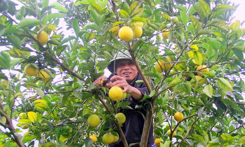Phát triển nông nghiệp xanh tại Nghệ An: Tiềm năng lớn, thách thức không nhỏ