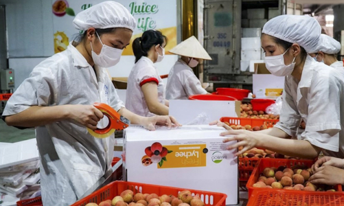 Vải thiều bội thu  