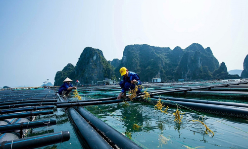 Thời hạn giao biển cho nuôi trồng thủy sản không được vượt quá 50 năm