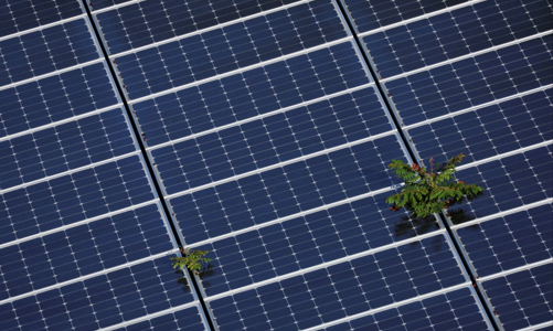 Mỹ sắp đánh thuế lên tới hơn 3.500% với tấm pin mặt trời từ 4 nước Đông Nam Á