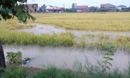 Mưa lớn bất thường, hơn 2.000ha lúa ở Hà Tĩnh ngập úng