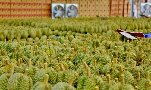 Thủ tướng chỉ đạo tăng cường xuất khẩu sầu riêng bền vững