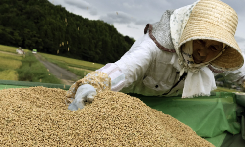 Nhật Bản lại xả dự trữ để “hạ nhiệt” giá gạo