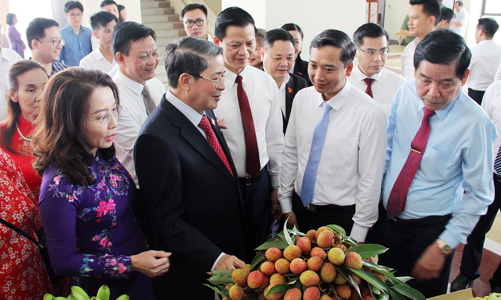 Vải thiều sẵn sàng xuất ngoại, giá cao