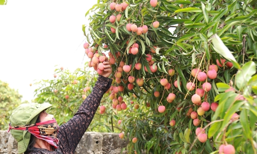 Vải thiều đầu mùa: Đa dạng chủng loại, mức giá