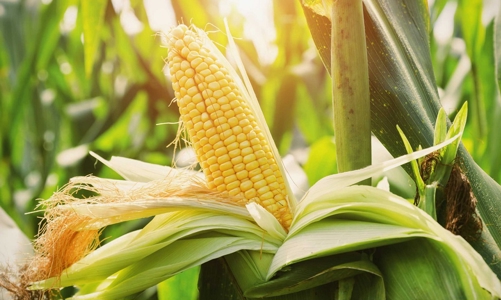 Việt Nam sẽ tăng mua nông sản từ Hoa Kỳ, hướng tới cân bằng thương mại giữa hai nước 