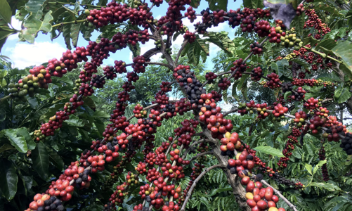 Brazil được mùa, giá cà phê robusta sụt mạnh