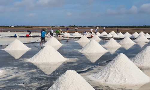 Thúc đẩy phát triển ngành muối Cần Giờ theo hướng hiện đại, bền vững