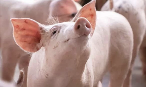 Cổ phiếu chăn nuôi bùng nổ, điều gì đang diễn ra? 