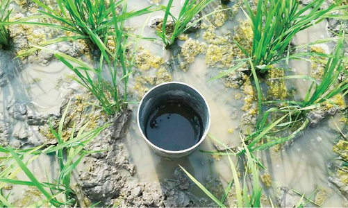 Đăng ký thành công tín chỉ carbon theo tiêu chuẩn Verra