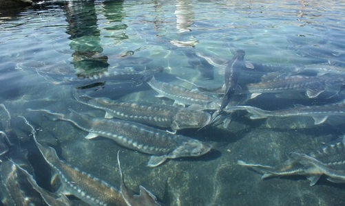 Phát triển thành công mô hình nuôi cá tầm bền vững ở đầu nguồn suối Sủa