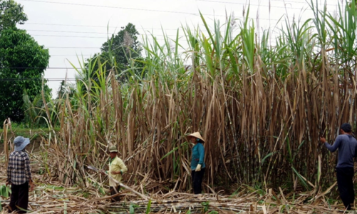 Giá đường giảm, tồn kho tăng cao kỷ lục
