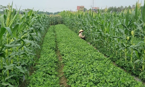 Mô hình liên kết sản xuất – kinh doanh theo chuỗi giá trị, phát triển nông nghiệp bền vững