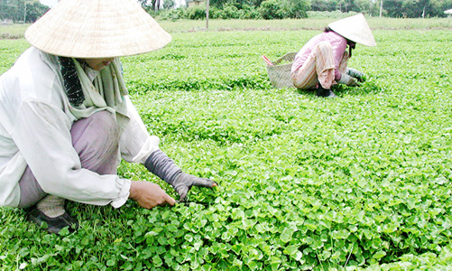 Huế thúc đẩy sản xuất nông nghiệp hữu cơ, an toàn
