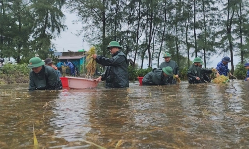 130 tấn giống lúa hỗ trợ Quảng Trị khôi phục vụ Hè Thu