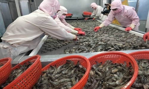 Con tôm trước dòng thuế quan tại Mỹ