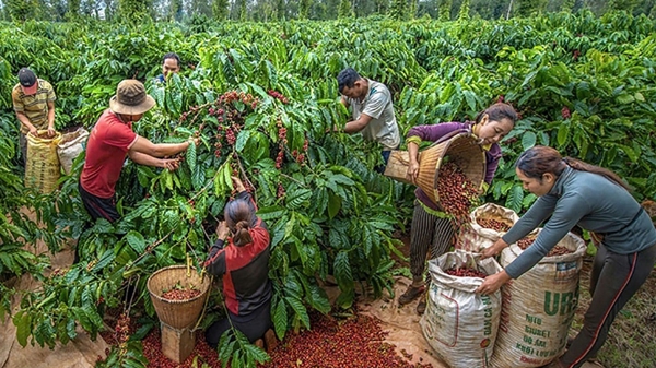 Xuất khẩu nông, lâm, thuỷ sản 6 tháng đầu năm 2025 tăng 15,5% so với cùng kỳ