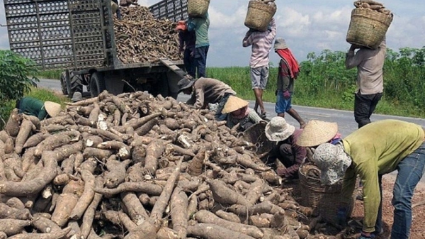 Phát triển ngành hàng sắn theo hướng xanh, bền vững
