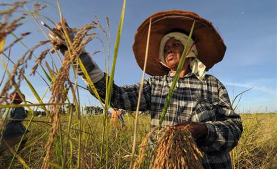 Thái Lan thừa nhận lỗ hàng tỷ USD vì tạm trữ lúa gạo