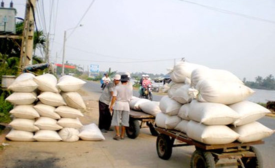 Giá lúa gạo tiếp tục đi xuống