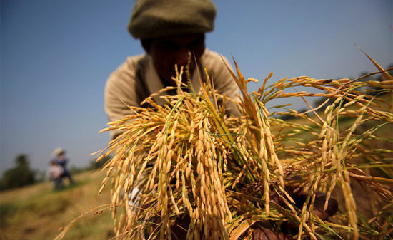 Chính sách lúa gạo “phản tác dụng” của Thái Lan