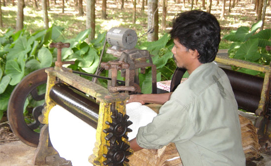 Gạo Việt Nam tiếp tục đắt lên, giá gạo Thái đi xuống