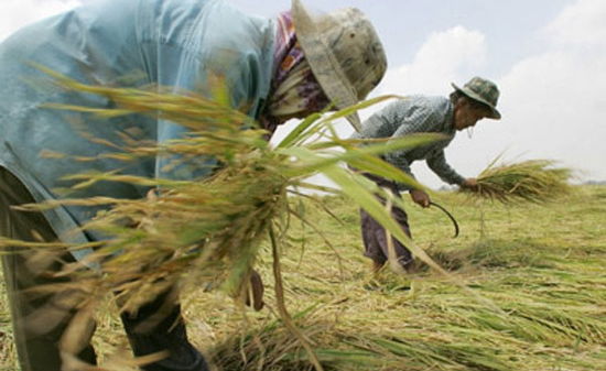 Thái Lan khư khư “ôm” gạo chờ giá tăng