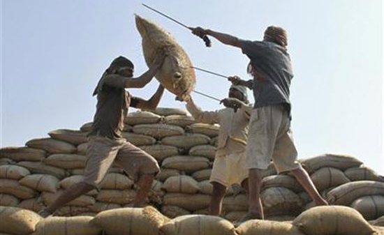 Được mùa, Ấn Độ tăng mạnh giá thu mua lúa gạo