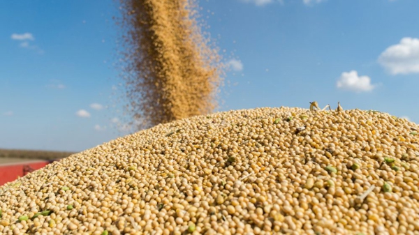 “Trung Quốc đã dừng nhập khẩu đậu tương Mỹ”