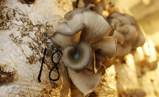 36 loại rau Việt Nam đã vào thị trường Mỹ