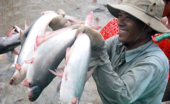 Cá tra và bài toán thoát “ma trận” rào cản