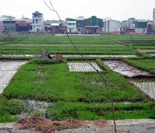 Tích tụ đất đai nhìn từ Quế Võ