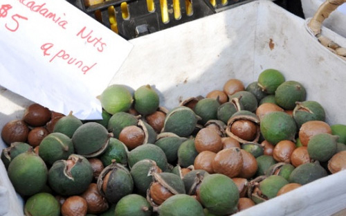 Mắc-ca, trên đường thành “cây chủ lực mới” Tây Nguyên