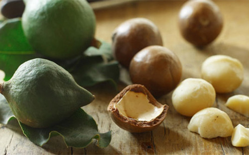 Đưa mắc-ca vào Tây Nguyên: Họ đã nói...