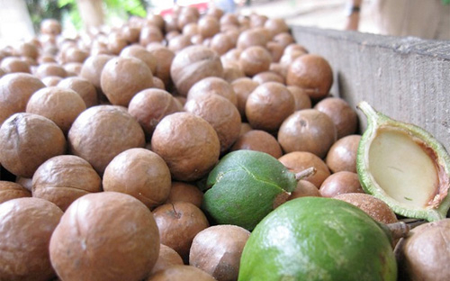 “Tây Nguyên thuộc số ít nơi trên thế giới trồng tốt mắc-ca”