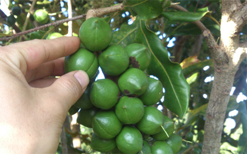 Bộ Nông nghiệp ủng hộ các đề xuất phát triển mắc-ca