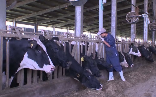 Ngành chăn nuôi Việt Nam có thể lao đao hậu TPP