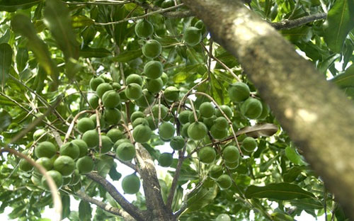 Him Lam xây nhà máy chế biến mắc-ca trong năm nay