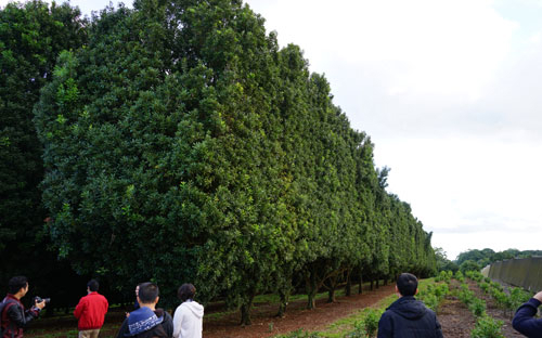 Đánh đố doanh nghiệp chuẩn hóa giống mắc-ca?