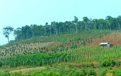 Phó thủ tướng yêu cầu sớm duyệt quy hoạch mắc-ca