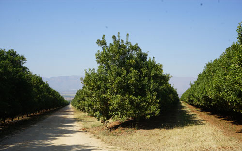 Quốc gia số 1 về mắc-ca: Nam Phi không ăn may