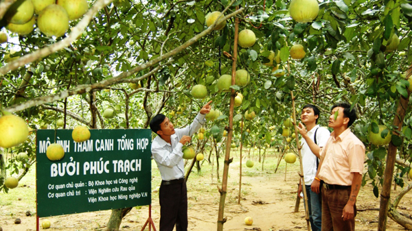 Dồn sức tiêu thụ bưởi Phúc Trạch trên sàn thương mại điện tử