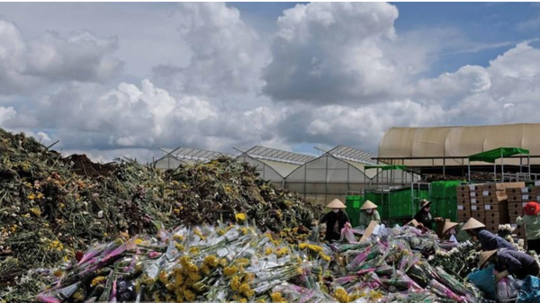 Không có người mua, nhiều nhà vườn Đà Lạt phải cắt bỏ hoa