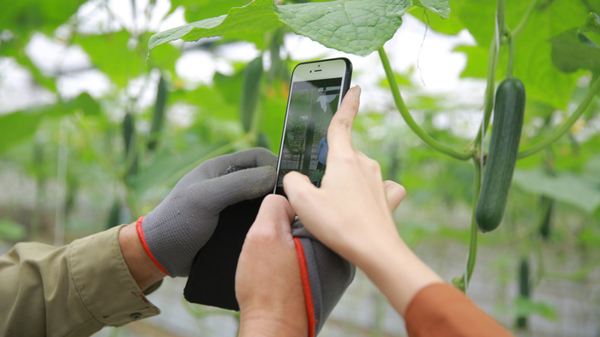 Nông sản Việt vững vàng vượt “bão dịch”